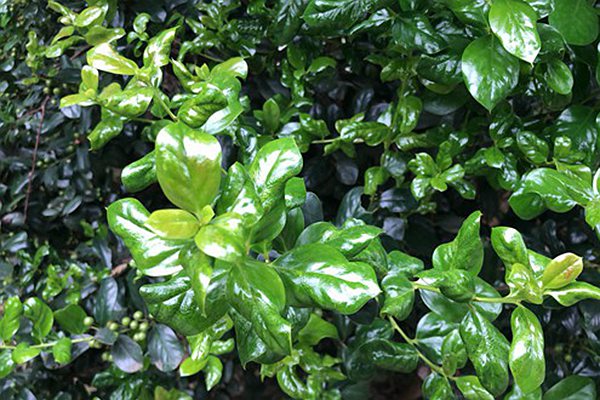 湖北农村寄递物流体系建设获省委农村工作会议肯定