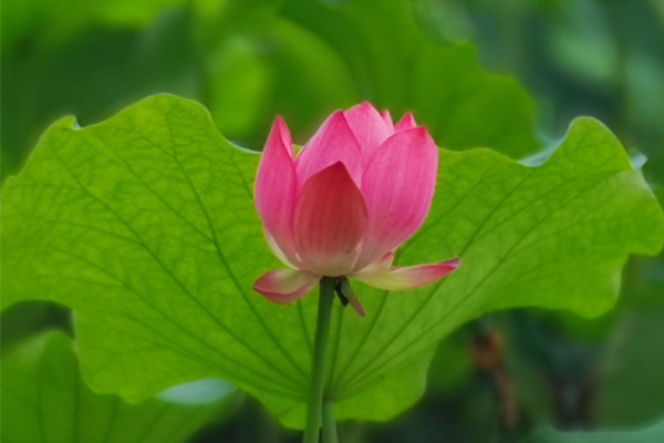 圆通工会主席黄敏荣膺“全国三八红旗手”